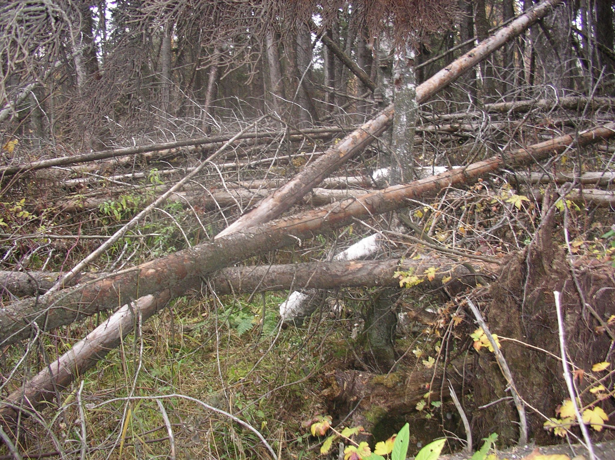 9   Pasture   conifer forest 2004 10 14